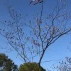 葛达