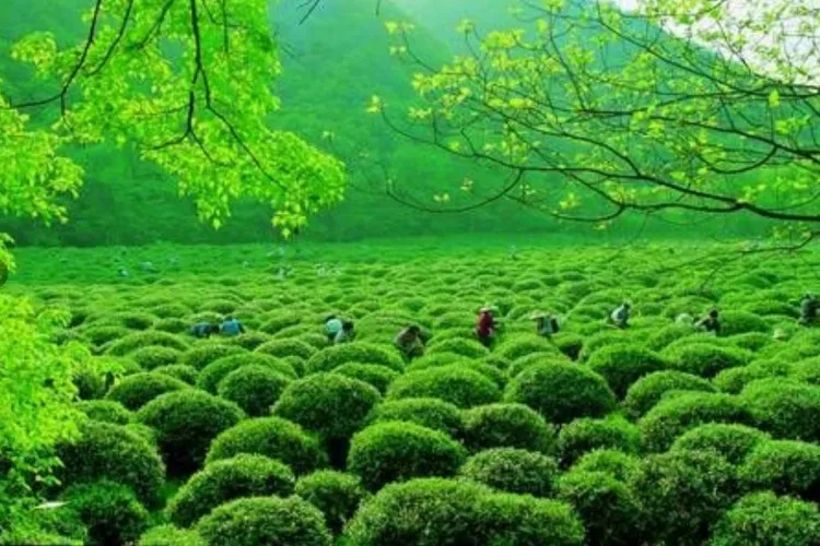 杭州茶文化的魅力