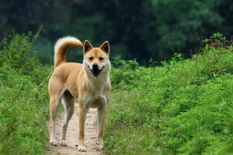 杭州市城区禁养烈性犬名单